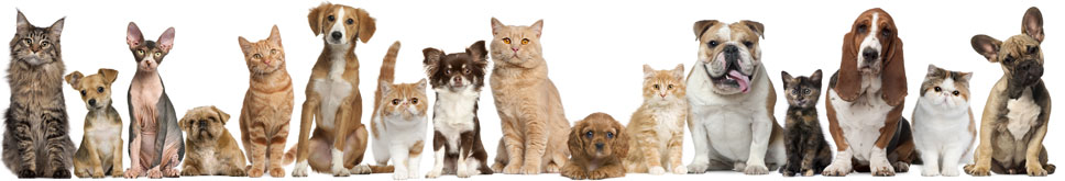 Group of dogs and cats lookign cute
